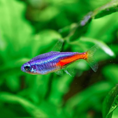 Yeşil, güzel bir tropikal tatlı su akvaryumu. Balıklı ve karidesli. Bitkiler ve tatlı su akvaryumunda neon tetra balığı..