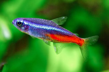 Yeşil, güzel bir tropikal tatlı su akvaryumu. Balıklı ve karidesli. Bitkiler ve tatlı su akvaryumunda neon tetra balığı..