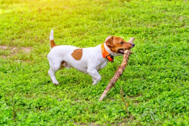 Yürürken köpek eğitmek. Sahibi ile köpek arasındaki etkileşim.