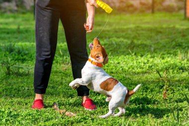 Yürürken köpek eğitmek. Sahibi ile köpek arasındaki etkileşim.