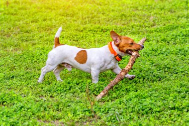 Yürürken köpek eğitmek. Sahibi ile köpek arasındaki etkileşim.