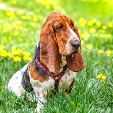 Çiçeklerle çimlerin üzerinde Basset köpeği.. Köpeğin uzun kulakları ve üzgün gözleri var. İngiltere 'de yetişen av köpekleri..