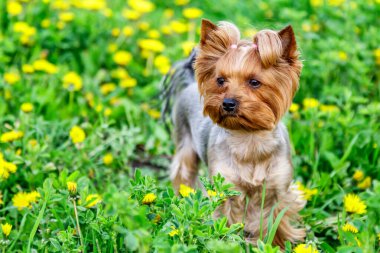 Karahindiba renkli Yorkshire Terrier teriyeri. Çiçekli karahindiba otlağının üzerinde portresi.