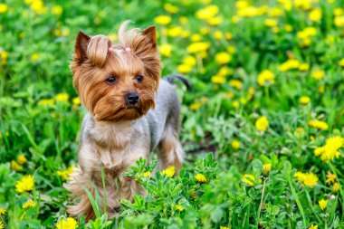 Karahindiba renkli Yorkshire Terrier teriyeri. Çiçekli karahindiba otlağının üzerinde portresi.