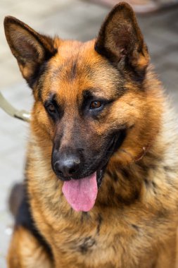 Alman çoban. siyah bir köpeğin portresi. Çoban köpeği