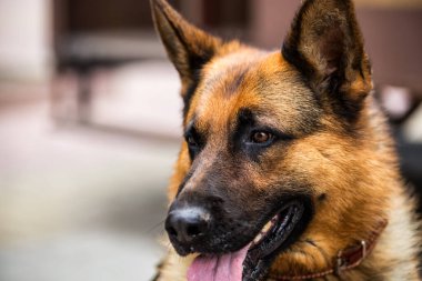 Alman çoban. siyah bir köpeğin portresi. Çoban köpeği