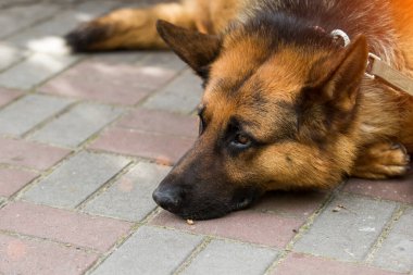 Gerçek bir bağlılık sheepdog bekliyor ve onun sahibi için yas tutuyor. İyi üzücü gözleri ile bir sheepdog portresi 