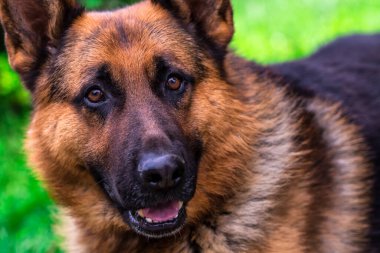 yeşil çim üzerinde Alman çoban köpeği. siyah bir köpeğin portresi. Çoban köpeği. Ormanda doğa Pet