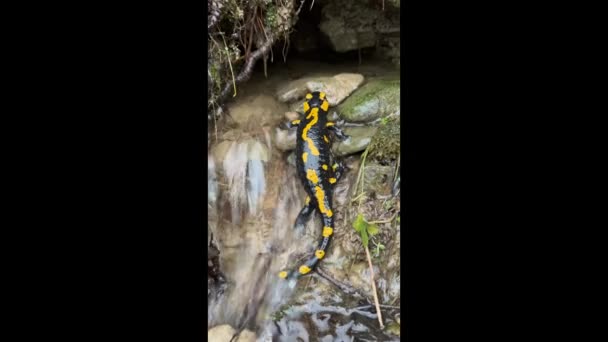 清澈的水在高山的春天掩藏着动物的生命 色彩艳丽的蜥蜴 一种稀有的两栖动物 能躲避寒冷 — 图库视频影像