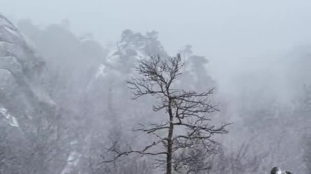Dovbush Kışın Bubnyshche Karpatlar Ukrayna Avrupa Sallanıyor Çam Huş Ağaçlarıyla — Stok video