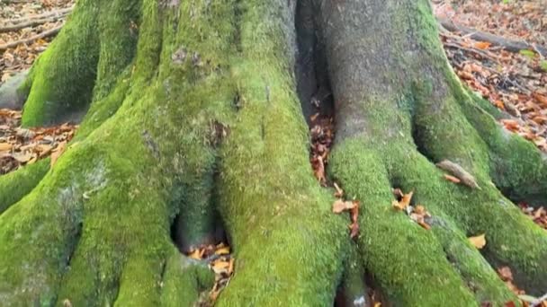 緑色のモスで覆われた古いブナの木は エルフ ドルイドの幻想についての幻想を呼び起こす 実際には男性の幻想に似ている予想外の付録を持っています — ストック動画