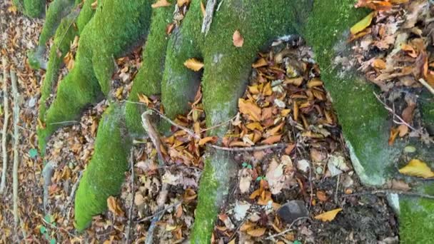 Old Beech Tree Covered Green Moss Has Unexpected Appendage Indecently — Stock Video