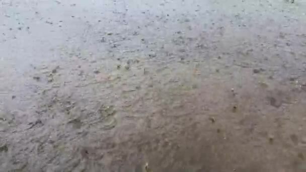Lluvia Fuerte Patio Está Inundado Grandes Gotas Lluvia Están Tamborileando — Vídeo de stock