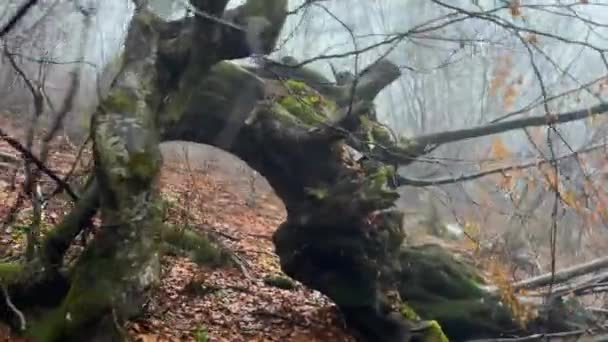 Çok Eski Yüksek Dağ Kayın Ağacı Kasırga Tarafından Devrildi Ukrayna — Stok video