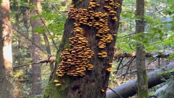 False Poisonous Honey Mushrooms Live Lot Old Dry Trees Covered — Stock Video
