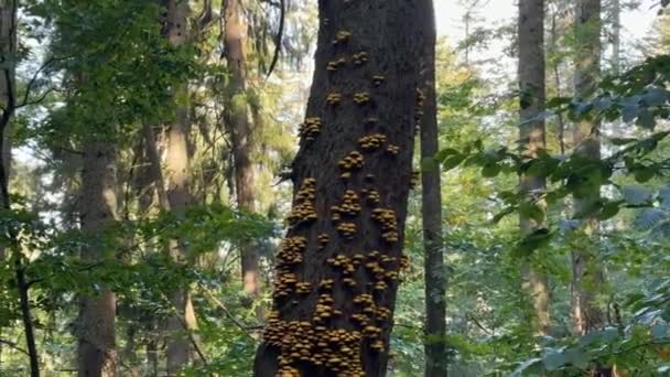 Falsche Giftige Honigpilze Leben Viel Auf Alten Trockenen Bäumen Die — Stockvideo