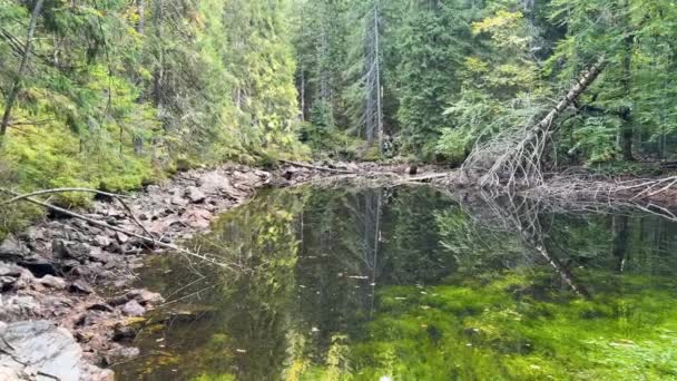 Windfall Wild Carpathian Forest Strong Wind Knocked Trees Wild Lake — Stock Video