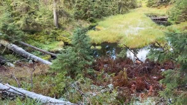 우크라이나 카르파티안의 호수는 과장되고 죽어가고 잔디와 떨어진 나무는 바닥을 올리고 — 비디오