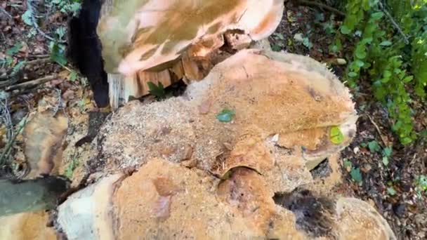 乌克兰的野生喀尔巴阡山森林在一些地方受到虫害 甲虫和细菌的影响 这是一场环境灾难 林业工作者正在砍伐枯死的干枯树木 — 图库视频影像