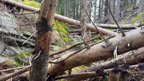 ウクライナの野生のカルパティアの森で風が吹き荒れ 強い風は高い尾根に木をノックダウンし 観光客が通過することは完全に不可能になります — ストック動画