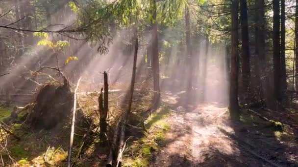 Ukraine Rakhiv Octobre 2024 Forêt Sauvage Des Carpates Ukraine Sentier — Video