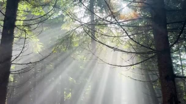 Hutan Carpathian Liar Ukrain Jalur Pegunungan Sinar Matahari Berkabut Yang — Stok Video