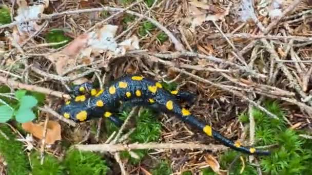 Una Salamandra Anfibia Bosque Salvaje Los Cárpatos Ucrania Salió Otoño — Vídeos de Stock