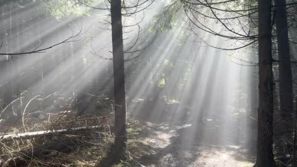 Wilder Karpatenwald Der Ukraine Bergpfad Fantastischen Sonnenstrahlen Bei Sonnenaufgang Feuchte — Stockvideo