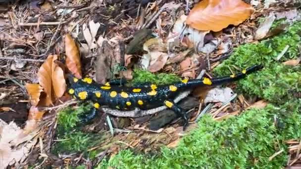Восени Після Дощу Вийшов Амфібійний Саламандр Дикому Карпатському Лісі Щоб — стокове відео