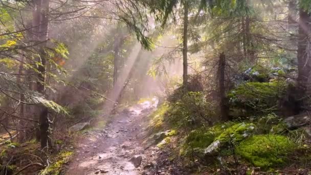 Wild Carpathian Forest Ukraine Mountain Path Fantastic Sun Misty Rays — Stock Video