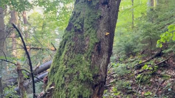 이끼로 오래된 건조한 나무에 살고있다 나무는 젊은이를위한 공간을 만들기 소모되고 — 비디오