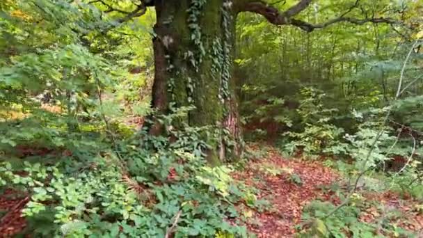 Ucrania Cárpatos Cresta Sokilsky Enorme Haya Antigua Con Hermosos Bosques — Vídeos de Stock