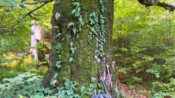 ウクライナ カルパチア人 ソチルスキー尾根 美しい秋の赤と黄色の鳥とブナの森を持つ巨大な古代のブナの木 有名なソチルスキー岩が位置しています — ストック動画