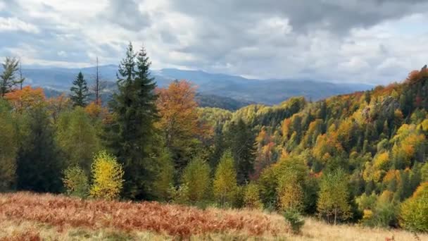 Ucrania Cárpatos Cordillera Sokilsky Enorme Bosque Hayas Antiguo Con Hermosos — Vídeos de Stock