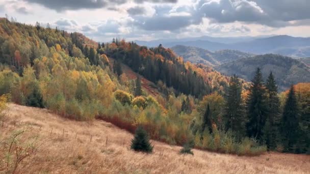 Ucrania Cárpatos Cordillera Sokilsky Enorme Bosque Hayas Antiguo Con Hermosos — Vídeos de Stock