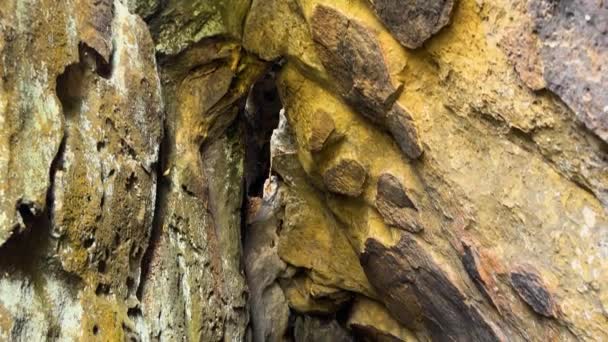 Украина Карпаты Сокильский Хребет Славится Своими Скалистыми Камнями Неизвестные Пещеры — стоковое видео