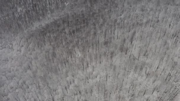 Ukrayna Dağlık Karpat Bölgesinin Tepelerinde Uçuyor Tepelerinde Kar Kayın Ağaçları — Stok video