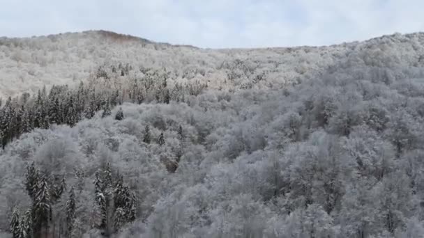 ウクライナの無人機は 山岳地帯の頂上に雪のビーチの木の冬のパターンを持つカルパティア地方の頂上に飛び 霧で覆われた川の谷を飛びます — ストック動画