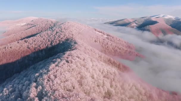 Drone Lentää Yli Huiput Vuoristoinen Karpaattien Alueella Talvi Väri Kuvio — kuvapankkivideo