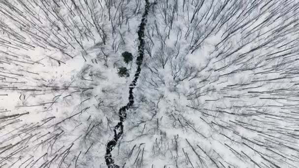 Ucraina Carpazi Transcarpazia Drone Vola Una Montagna Con Una Foresta — Video Stock