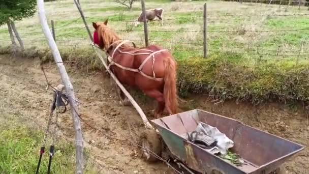 Highlander Seu Cavalo Subir Uma Estrada Barro Muito Íngreme Com — Vídeo de Stock