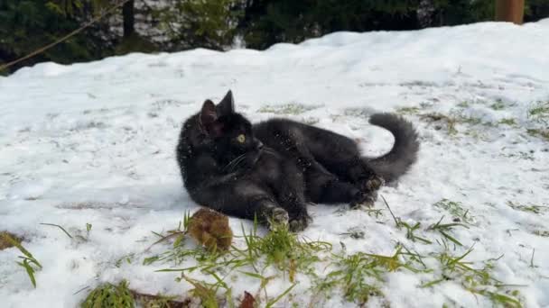 乌克兰 喀尔巴阡山脉 一只猫在冬季捕捉到肥胖的老鼠 并和它们玩了很长时间 残酷的游戏对大自然来说是正常的 老鼠已经屈服于自己的命运 — 图库视频影像