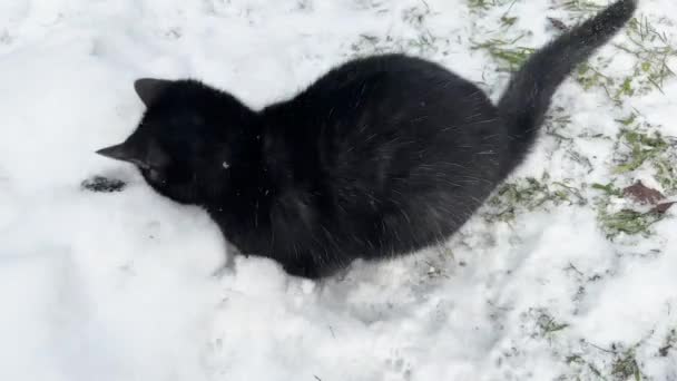 Ukrajna Kárpátok Egy Macska Fog Kövér Egerek Télen Játszik Velük — Stock videók