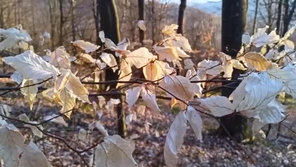 Oekraïne Jonge Karpaten Beuk Heeft Bladeren Tot Lente Volwassen Bomen — Stockvideo