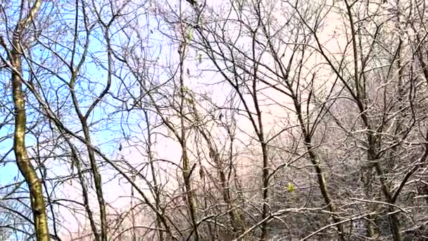 Ukraine Carpathian Flugt Drone Endte Med Tab Signalet Lang Søgning – Stock-video