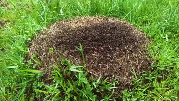 Ukraine Der Ameisenhaufen Der Karpaten Vor Dem Regen Brodelt Lebhaft — Stockvideo