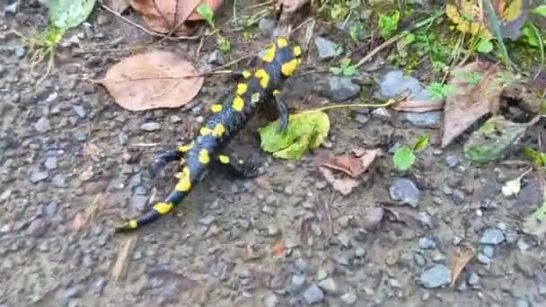 Karpaty Ukraina Karpacka Salamandra Szybko Czołga Się Bukowym Lesie Deszczu — Wideo stockowe