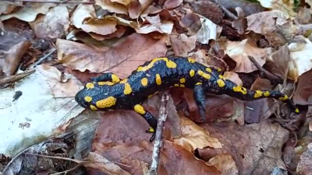 Cárpatos Ucrânia Salamandra Dos Cárpatos Rasteja Rapidamente Pela Floresta Faia — Vídeo de Stock
