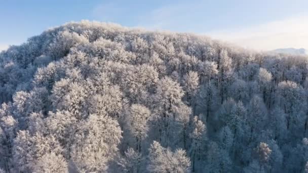 在冬季的雾气中 鸟瞰着险峻的单色高山风景 乌克兰喀尔巴阡山脉和塔特拉河流域的山毛榉森林覆盖着圆圆的 高高的积雪覆盖的山脊 — 图库视频影像