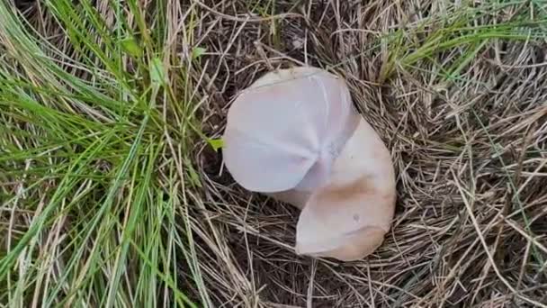 Common Fungus Fallus Impudicus Mushroom Grows European Asian Forests Jelly — Stock Video